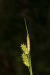 Pale sedge